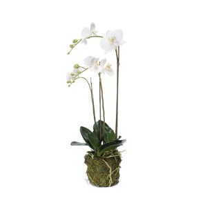 Schilliger Sélection  Phalaenopsis pot mousse artificiel  70cm