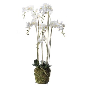 Schilliger Sélection  Phalaenopsis pot mousse artificiel  145cm