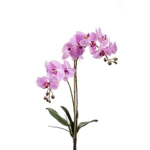 Schilliger Sélection  Phalaenopsis 2 branches avec feuilles sans pot artificiel Rouge rose 65cm