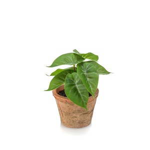 Schilliger Sélection  Anthurium mini en pot antique artificiel  13cm