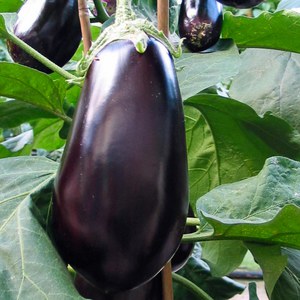 Schilliger Production  Aubergine 'Baluroi' F1  Pot de 10.5 cm