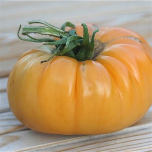 Schilliger Production  Tomate 'Summer Cider'  Pot de 10.5 cm