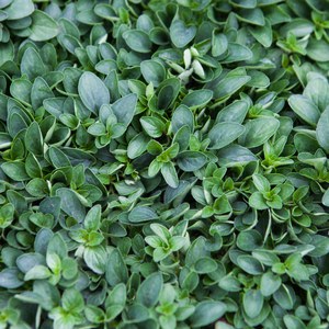 Schilliger Production  Origanum vulgare 'Compactum'  Pot de 13 cm