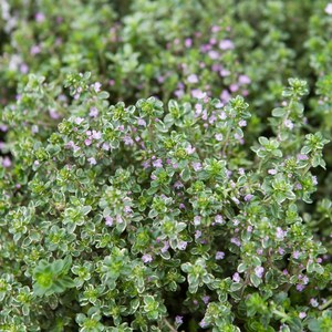 Schilliger Production  Thymus citriodorus 'Silver Queen'  Pot de 13 cm