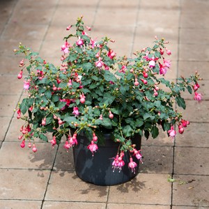 Schilliger Production  Fuchsia  Pot de 19 cm