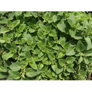 Schilliger Production  Origanum vulgare 'Hot and Spicy'  Pot de 13 cm