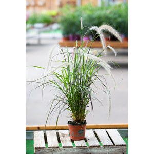 Schilliger Production  Pennisetum setaceum 'Rubrum'  Pot de 13 cm