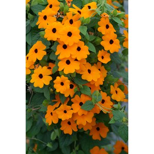 Schilliger Production  Thunbergia alata en pyramide  Pot de 17 cm