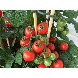 Schilliger Production  Tomate 'Totem' F1  Pot de 10.5 cm