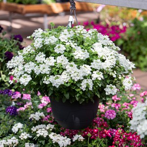 Schilliger Production  Verbena  Suspension 28 cm