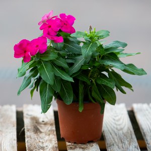 Schilliger Production  Catharanthus roseus  Pot de 12 cm