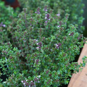 Schilliger Production  Thymus citriodorus  Pot de 13 cm