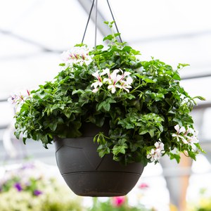 Schilliger Production  Pelargonium en suspension  Suspension 28 cm