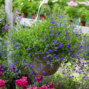 Schilliger Production  Lobelia richardii  Suspension 28 cm