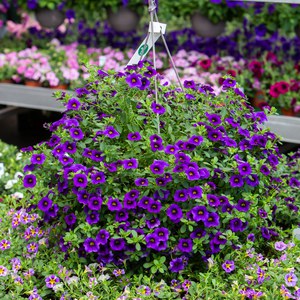 Schilliger Production  Calibrachoa  Suspension 28 cm