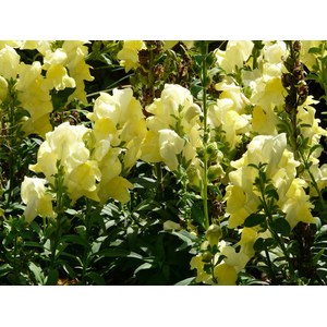 Schilliger Production  Antirrhinum majus  Pot de 17  cm