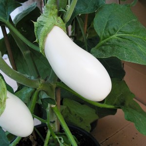 Schilliger Production  Aubergine greffée 'Blanche'  Pot de 12 cm