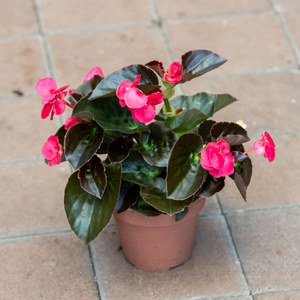 Schilliger Production  Begonia benariensis 'Big'  Pot de 14 cm