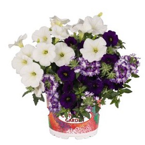 Schilliger Production  Confetti Garden  Pot de 12 cm