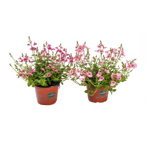 Schilliger Production  Diascia  Pot de 12 cm