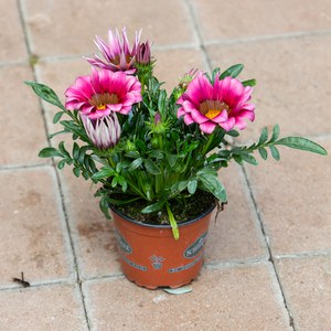 Schilliger Production  Gazania rigens  Pot de 12 cm