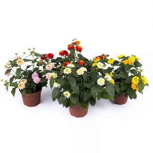 Schilliger Production  Lantana camara  Pot de 13 cm