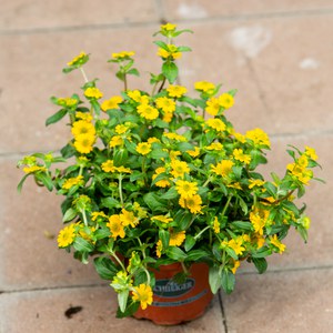 Schilliger Production  Sanvitalia procumbens  Pot de 12 cm