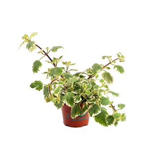 Schilliger Production  Plectranthus scutellarioides  Pot de 13 cm