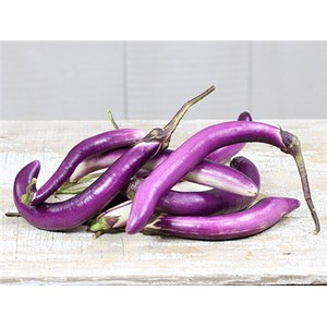 Schilliger Production  Aubergine 'Ping-Tung Long'  Pot de 13 cm