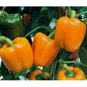 Schilliger Production  Poivron greffé 'Gourmet Orange'  Pot de 12 cm