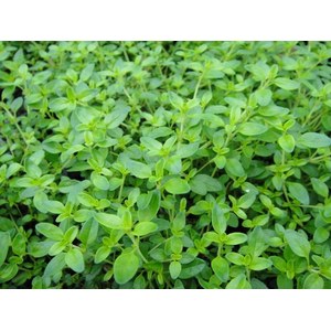 Schilliger Production  Thym lemon  Buisson 14