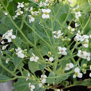   Crambe maritima  Pot 1.5 litres