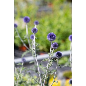 Schilliger Production  Echinops ritro 'Veitch Blue'  15cm