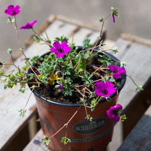 Schilliger Production  Geranium cinereum var. subcaulescens  13 cm