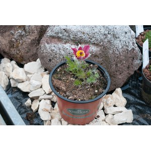 Schilliger Production  Pulsatilla vulgaris 'Rote Glocke'  13 cm