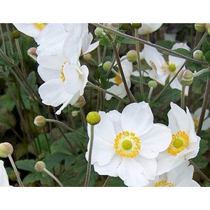 Schilliger Production  Anemone hupehensis 'Honorine Jobert'  17 cm