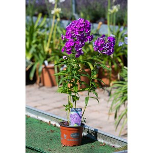 Schilliger Production  Phlox paniculata 'Adessa Purple Star'  15 cm