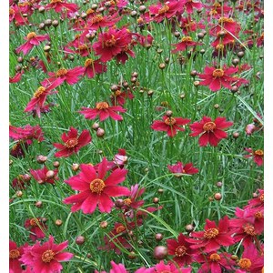 Schilliger Production  Coreopsis 'Limerock Ruby'  15 cm