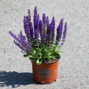 Schilliger Production  Salvia nemorosa 'Sensation Blue'  15cm