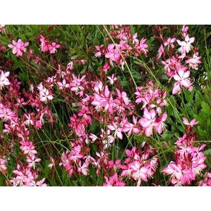 Schilliger Production  Gaura lindheimeri 'Rosyjane'  15 cm