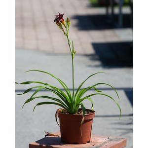 Schilliger Production  Hemerocallis 'Pardon Me'  17 cm