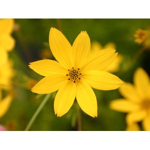 Schilliger Production  Coreopsis verticillata 'Zagreb'  15 cm