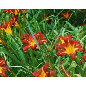 Schilliger Production  Hemerocallis 'Autumn Red’  17 cm