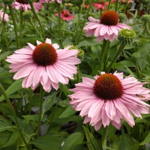 Schilliger Production  Echinacea 'Sunseekers Blush’  Pot 15 cm