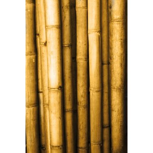 Schilliger Sélection Bamboo sticks Bambou asiastyle 6-8  200 x 8 x 8 cm