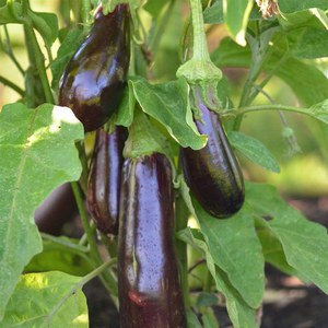 Ferme de Sainte Marthe  AUBERGINE Violetta Lunga 3 BIO  Environ 50 Graines