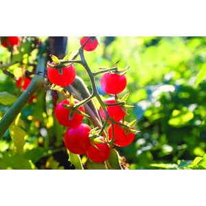   Tomates Petite du Mexique  