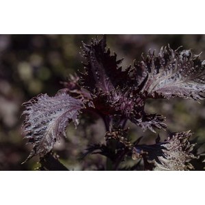   Semences de Perilla / Shiso Pourpre (plante annuelle)  