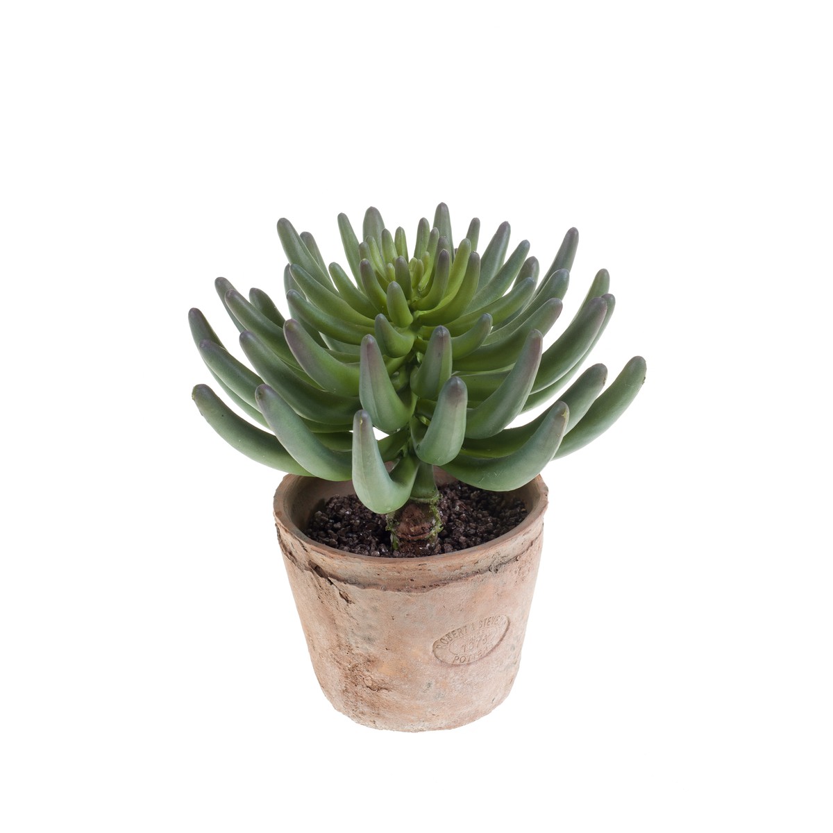 Schilliger Sélection  Sedum rupestre en pot terre cuite artificiel  18cm