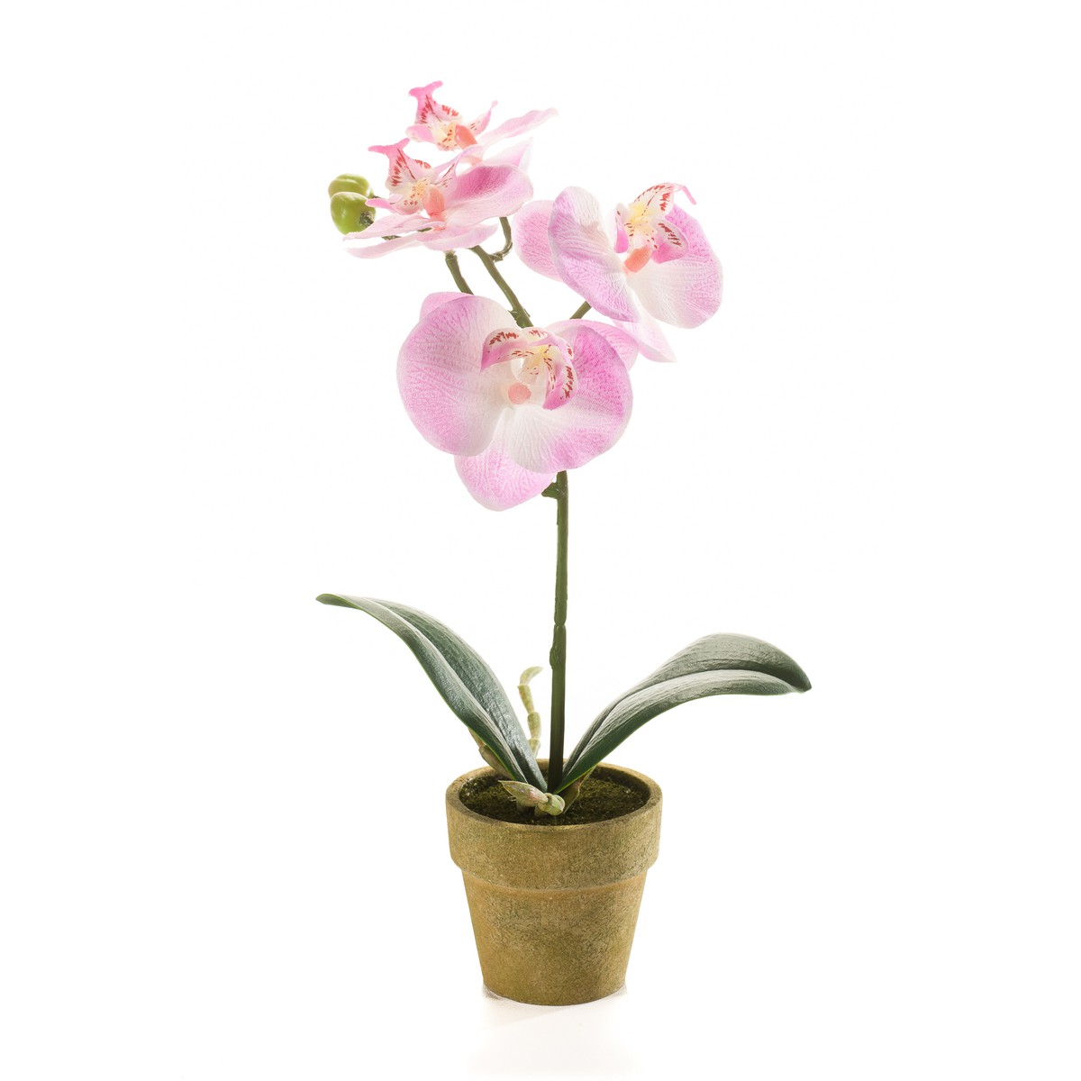 Schilliger Sélection  Phalaenopsis en pot artificiel Rouge rose 25cm